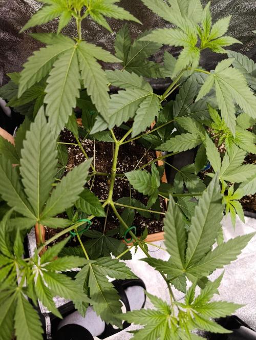 400Watt High Kick. Week 6 - Papaya Sherbet 