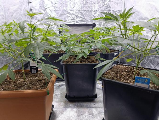 400Watt High Kick. Week 6