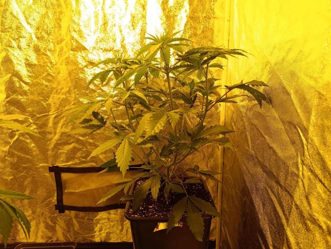 400Watt High Kick. Week 7