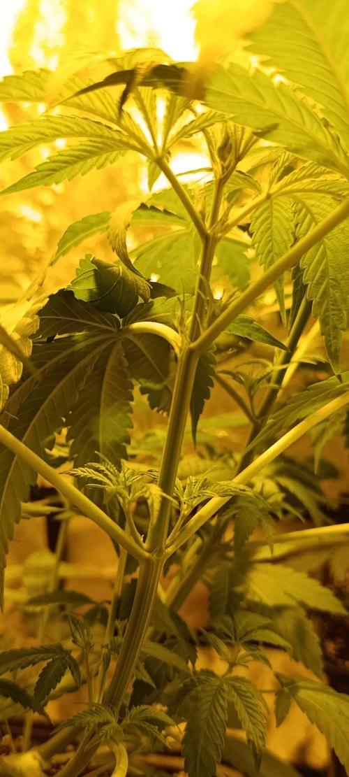 400Watt High Kick. Week 7