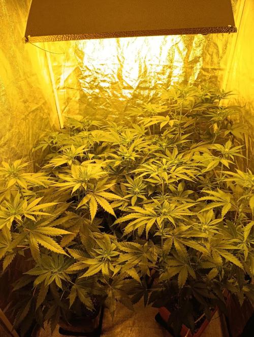 400Watt High Kick. Week 8