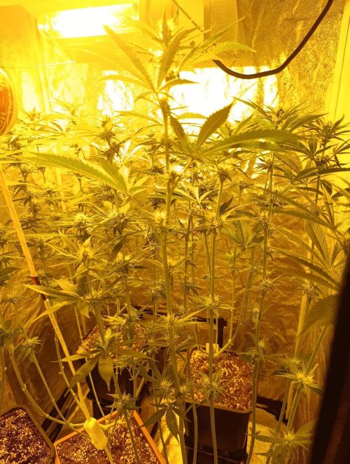 400Watt High Kick. Week 9