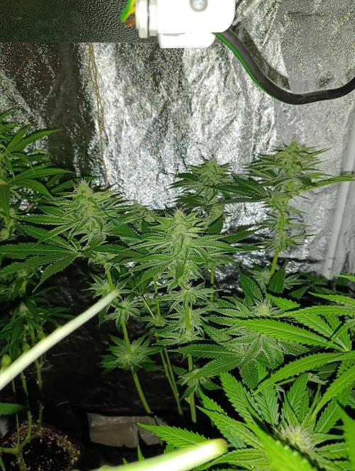 400Watt High Kick. Week 10 - sunday puch