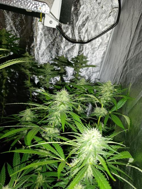 400Watt High Kick. Week 10 - lemon Gazzy a vzadu melonade runtz 