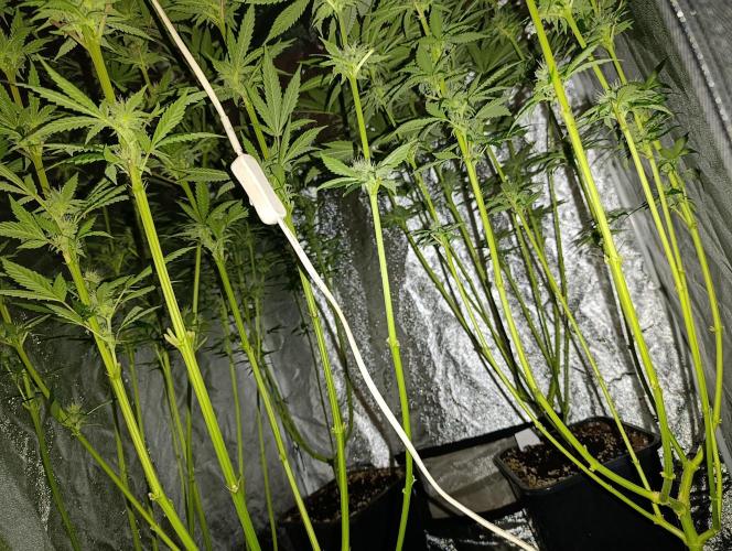 400Watt High Kick. Week 10