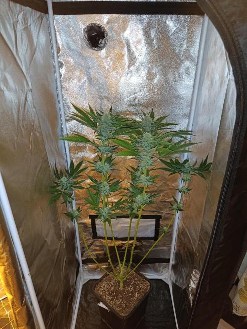 400Watt High Kick. Week 11 - Lemon Gazzy