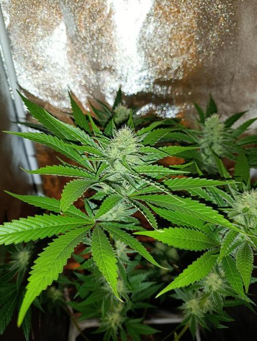400Watt High Kick. Week 11 - Lemon Gazzy