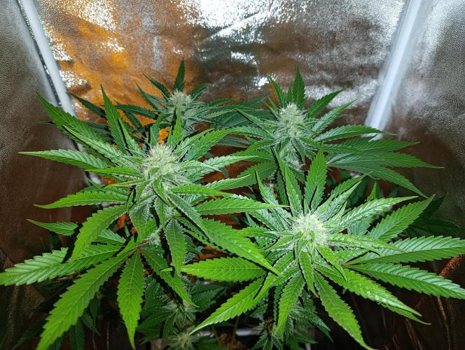 400Watt High Kick. Week 11 - Lemon Gazzy