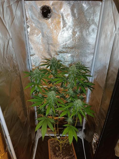 400Watt High Kick. Week 11 - Papaya Sherbet