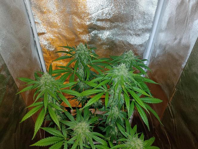 400Watt High Kick. Week 11 - Papaya Sherbet