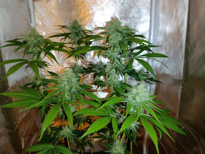 400Watt High Kick. Week 11 - Papaya Sherbet