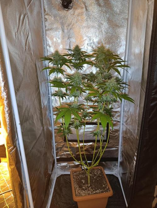 400Watt High Kick. Week 11 - Papaya Sherbet