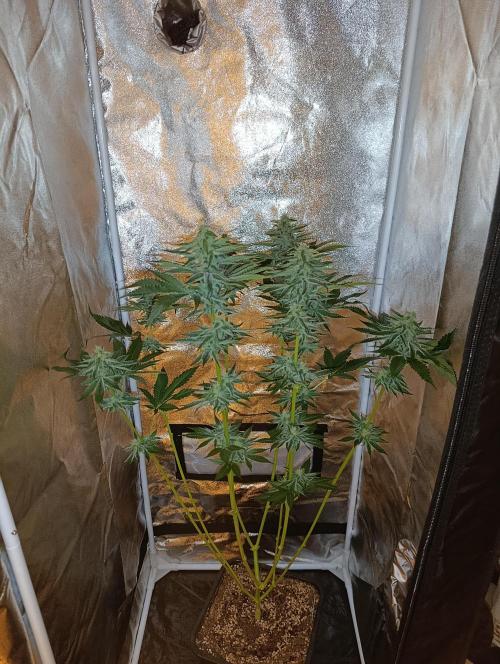 400Watt High Kick. Week 11 - Sunday Punch