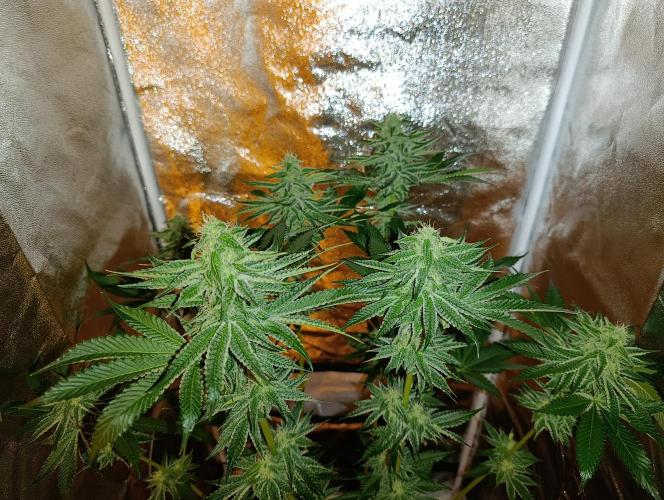 400Watt High Kick. Week 11 - Sunday Punch