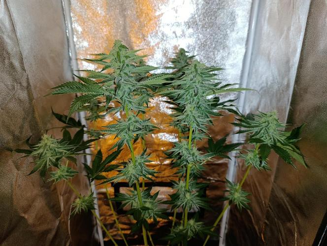 400Watt High Kick. Week 11 - Sunday Punch