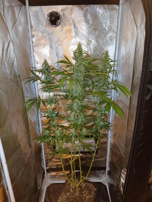 400Watt High Kick. Week 11 - Melonade Runtz