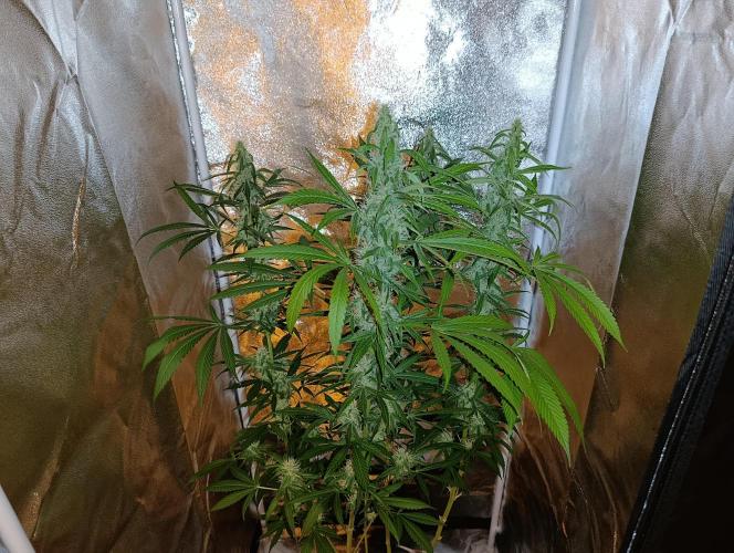 400Watt High Kick. Week 11 - Melonade Runtz