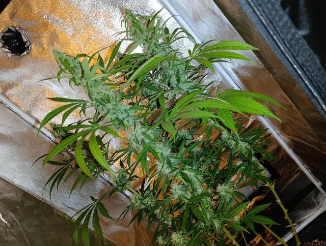 400Watt High Kick. Week 11 - Melonade Runtz