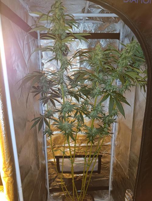 400Watt High Kick. Week 11 - Chocobang- 130cm 