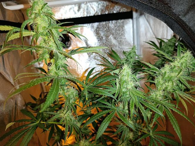 400Watt High Kick. Week 11 - Chocobang
