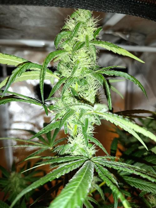 400Watt High Kick. Week 11 - Chocobang