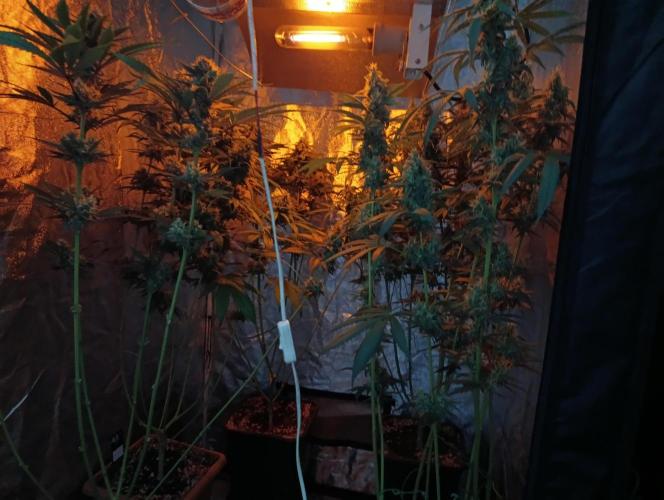 400Watt High Kick. Week 12