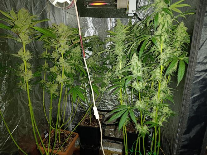 400Watt High Kick. Week 12