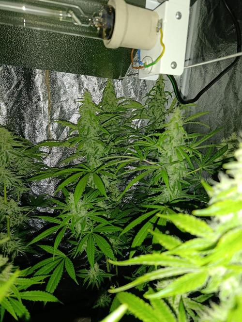 400Watt High Kick. Week 12 - melonade runtz 