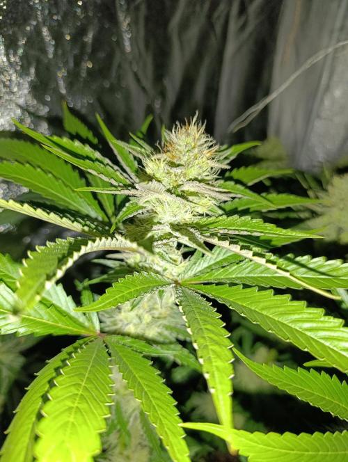 400Watt High Kick. Week 12 - Lemon Gazzy 