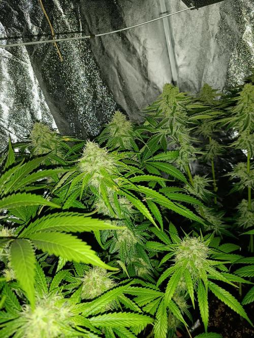 400Watt High Kick. Week 12 - v strede papaya sherbet ten vyzerá že je v objemovke 😀