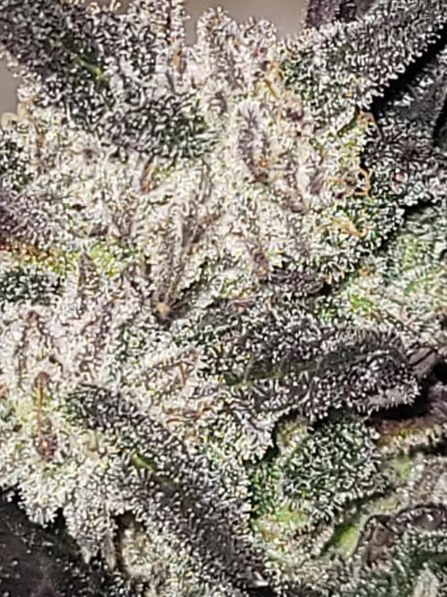 Random bag seed left by itself. Week 9