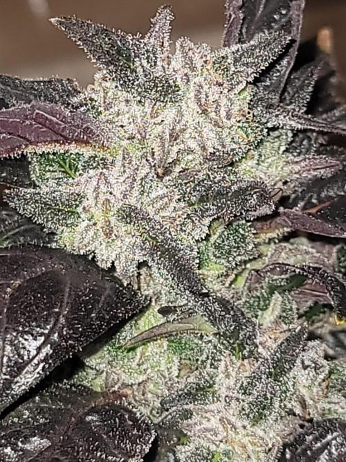 Random bag seed left by itself. Week 9 - Fairly frosty