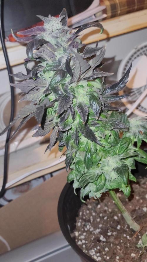 Random bag seed left by itself. Week 9 - Just threw seed in a pot left it outdoors and let it do its thing