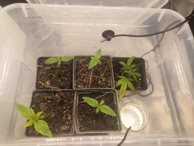 ng Soil - Advanced Seed. Week 0 - Les 3 variétés + 1 clone Forbidden Fruit Cake- Advanced Seed