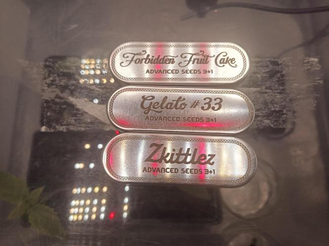 ng Soil - Advanced Seed. Week 0