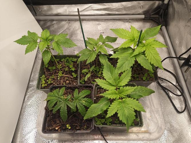 Advanced Seed (gelato#33, Zkittlez, FFC). Week 1