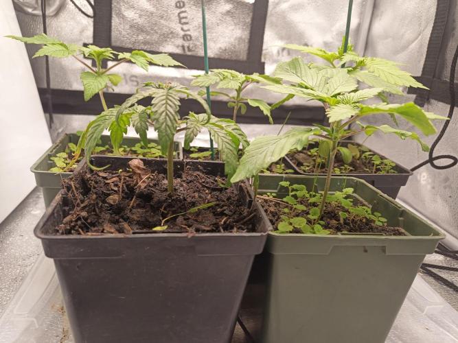 Advanced Seed (gelato#33, Zkittlez, FFC). Week 1