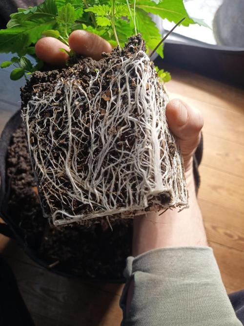 Advanced Seed (gelato#33, Zkittlez, FFC). Week 2