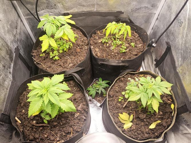 Advanced Seed (gelato#33, Zkittlez, FFC). Week 2