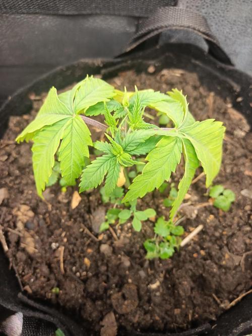 Advanced Seed (gelato#33, Zkittlez, FFC). Week 2