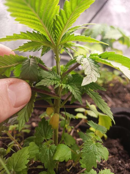 Advanced Seed (gelato#33, Zkittlez, FFC). Week 2