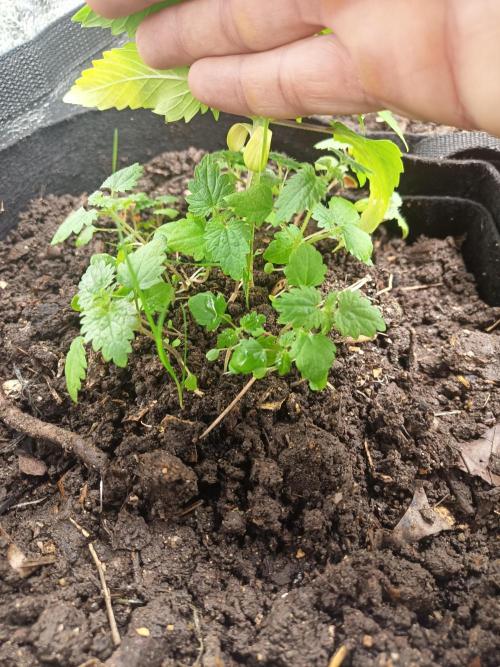 Advanced Seed (gelato#33, Zkittlez, FFC). Week 2