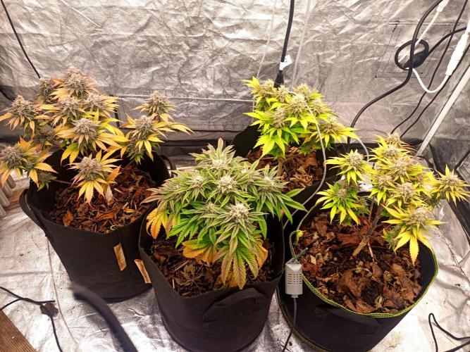 culture #1- Advanced Seeds. Week 7 - Tous les plants de gauche a droite: gelato#33/gelato#33/forbidden fruit/zkittlez