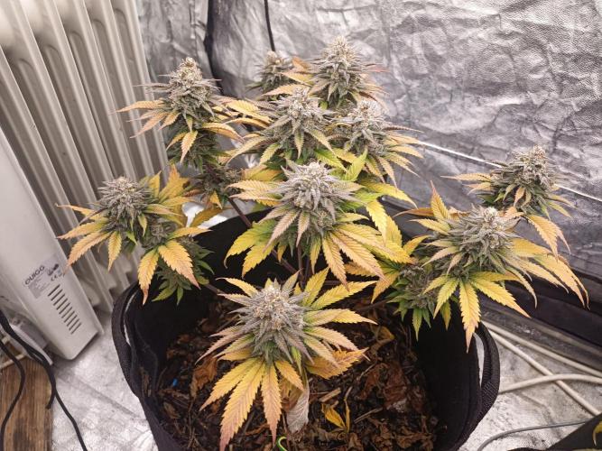 culture #1- Advanced Seeds. Week 7 - Gelato#33