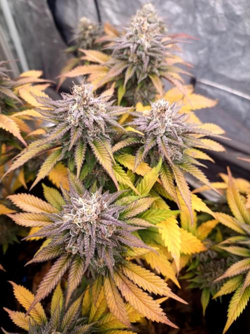 culture #1- Advanced Seeds. Week 7 - Gelato #33