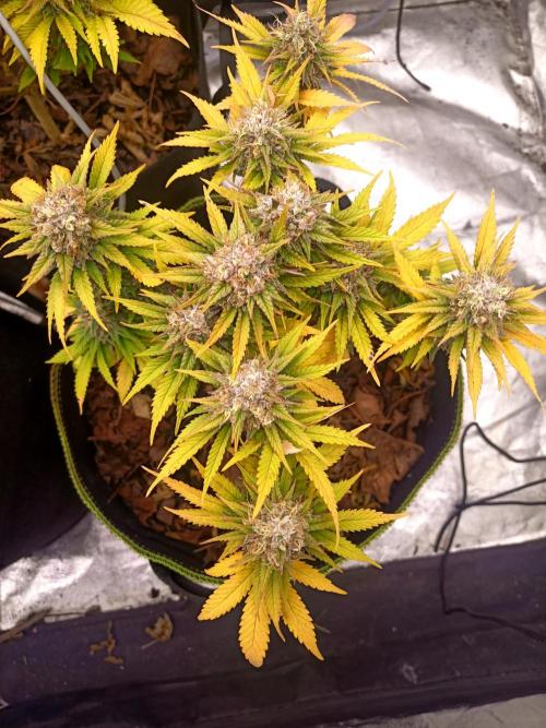 culture #1- Advanced Seeds. Week 7 - Zkittlez