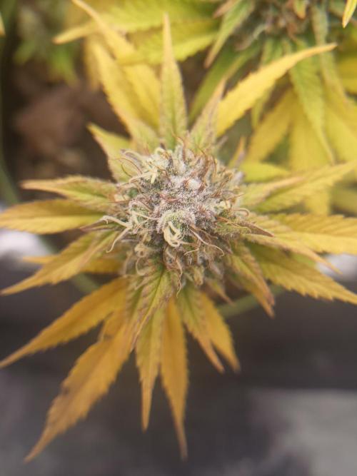 culture #1- Advanced Seeds. Week 7 - Zkittlez