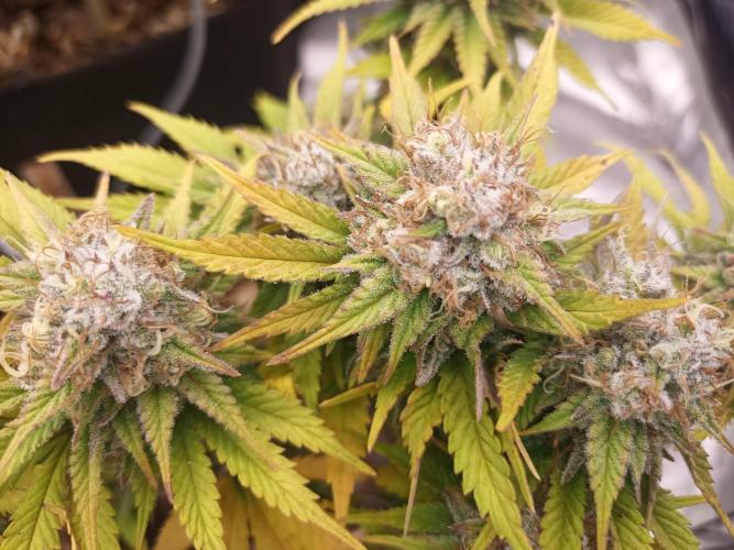 culture #1- Advanced Seeds. Week 7 - Zkittlez 