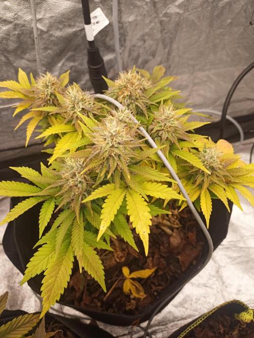 culture #1- Advanced Seeds. Week 7 - Forbidden Fruit