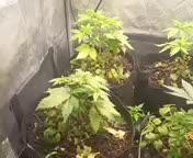 Advanced Seed (gelato#33, Zkittlez, FFC)